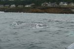 PICTURES/Whale Watching - Depoe Bay/t_ack3.JPG